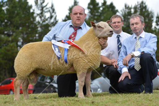 Champion Charollais Ram at the Premier Sale presented by William McAllister,with Alan Kennedy Judge and Andrew Tecey representing sponsor Danske Bank